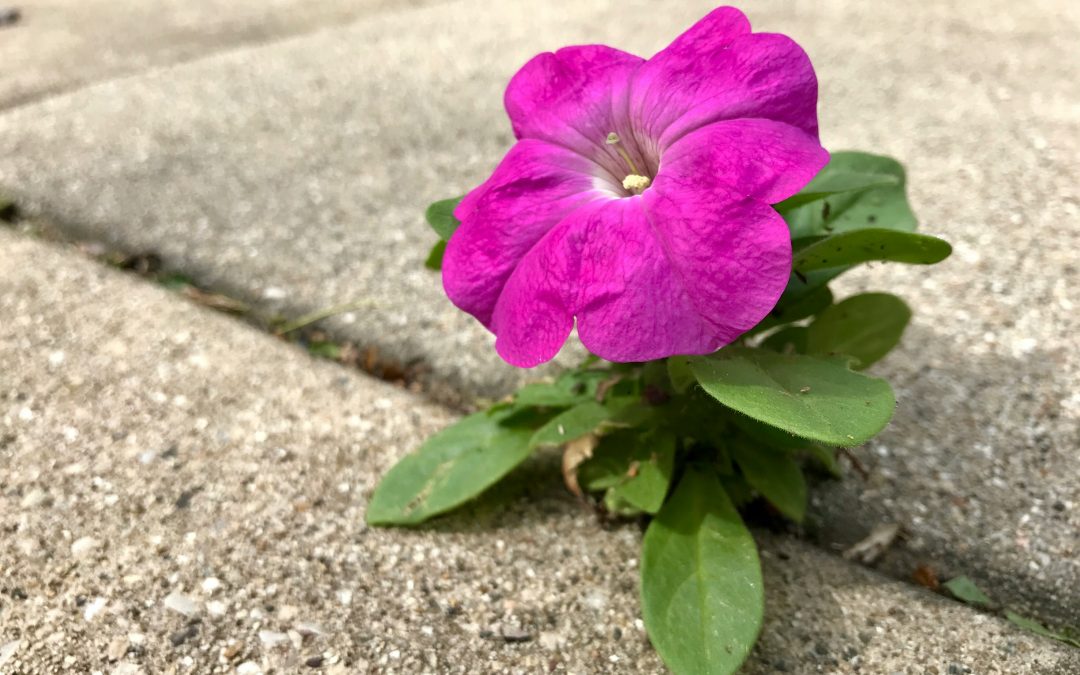 Are Young Adults Flourishing?