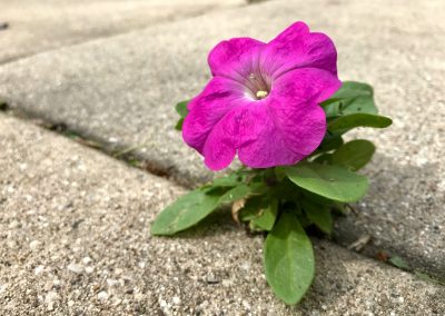 Are Young Adults Flourishing?